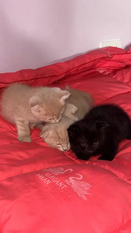 котята/mushukchalar 5