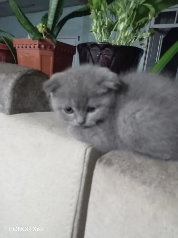 Отец британец, мать скоттиш-фолд