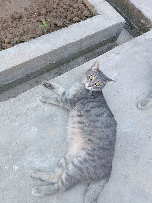 Кошка, urğochi mushuk beriladi — фото 1