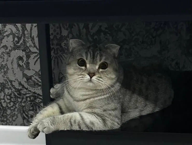 Шиншилла - Скотиш ПРОДОНА — фото 2