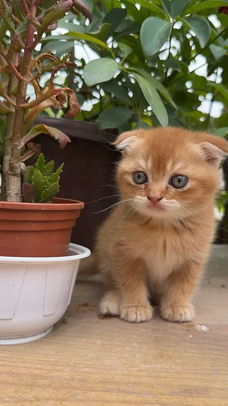 Scottish fold mushukcha sotiladi — фото 3