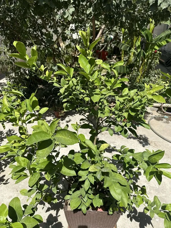 limon koʻchatilari , — фото 5