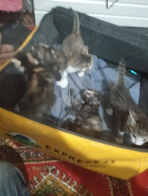 кошки адаю хароши рук кошки адаю хароши рук