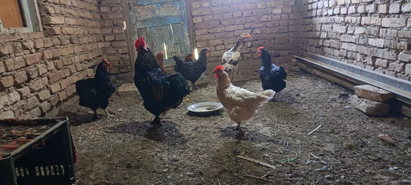 Товук ва жужалар сатилади нархини келишамз — фото 1