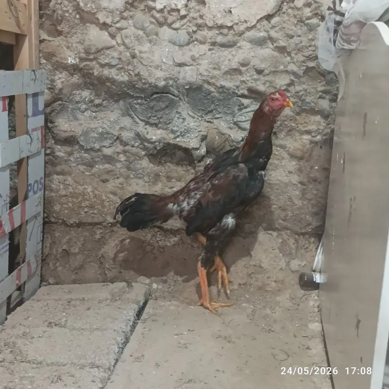 Joʻja horoz sotilad tovu par yahshi narsa arzon narxda! — фото 1