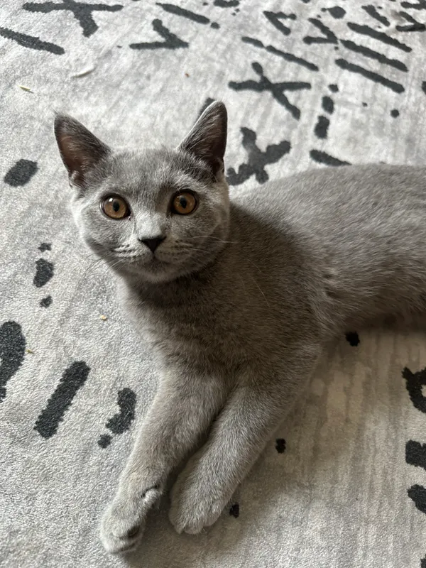 Шотланская веслоухая кошка. — фото 2
