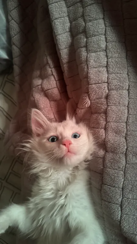 Котенок в добрые руки 2