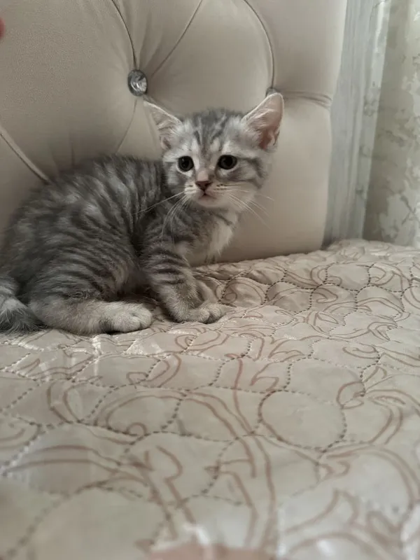 Котенок Шотландский 5 Котенок Шотландский 5