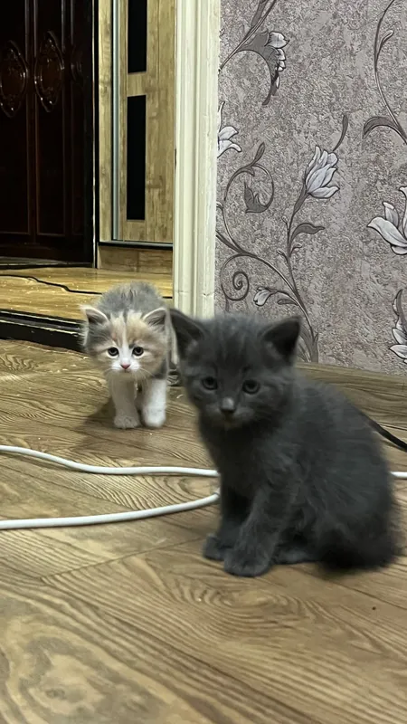 Продаются котята скоттиш страйт 3