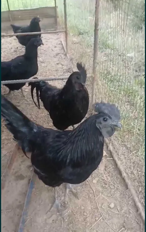 Ayam semani tuxumi 2 Ayam semani tuxumi 2