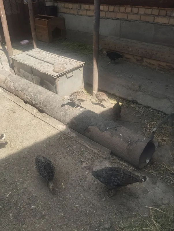 Куркачалар сотилади индюшата
