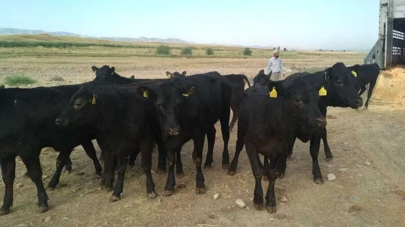 Qoramollar kelishilgan narxda