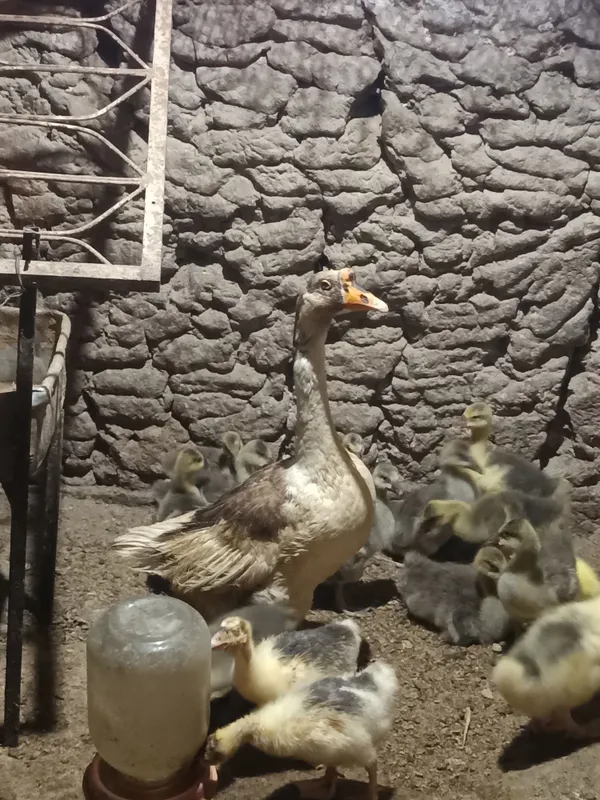 Goz sotilad 15ta jojasi bilan Goz sotilad 15ta jojasi bilan
