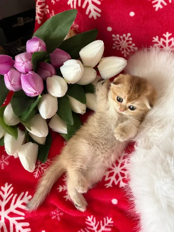 Продаются котята