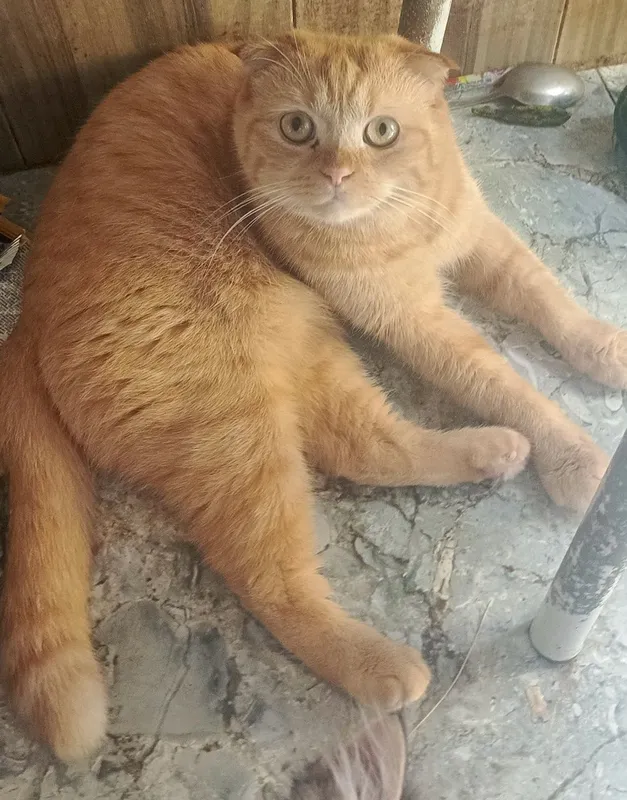 Котики в хорошие руки