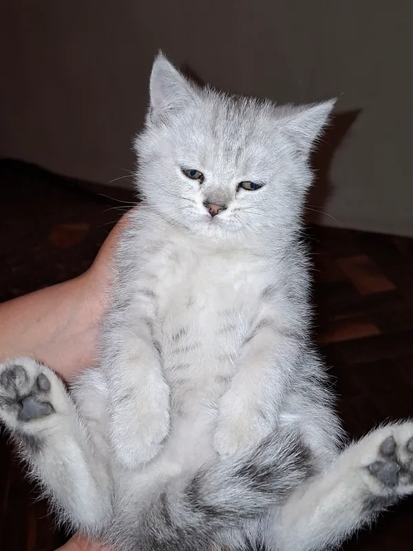 Britanskiy shinshilla