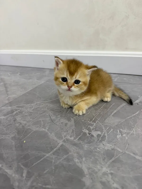 Продаются котята Британские шиншиллы 2