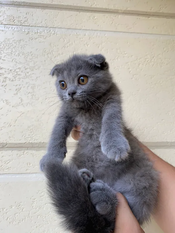 Scottish fold scottish strite — фото 2