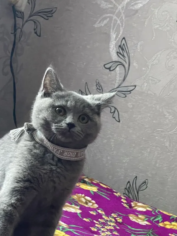 British shorthair — фото 2