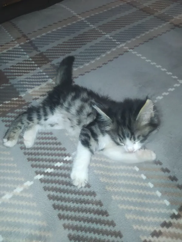 Mushuk sotiladii