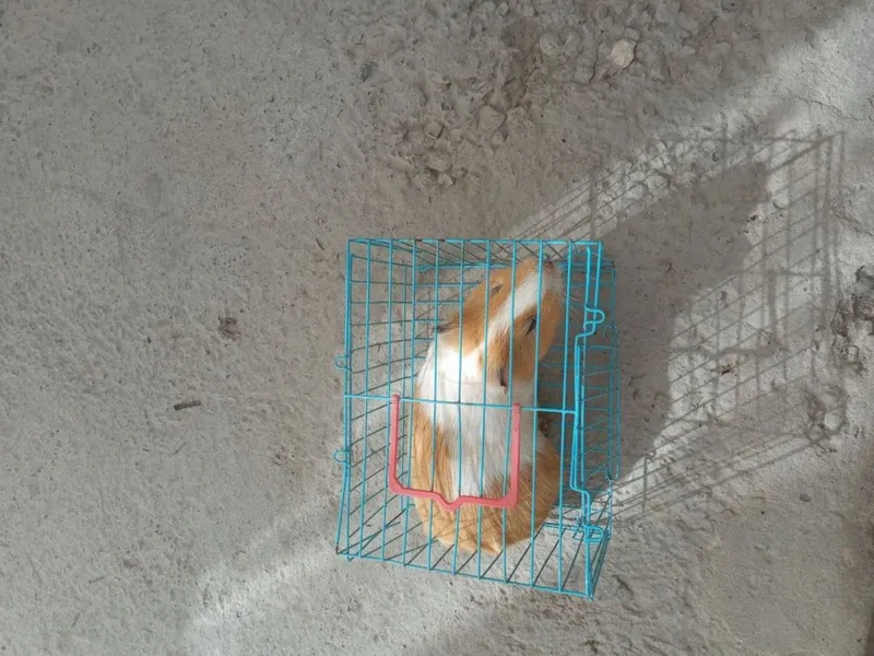 Hamster sotiladi