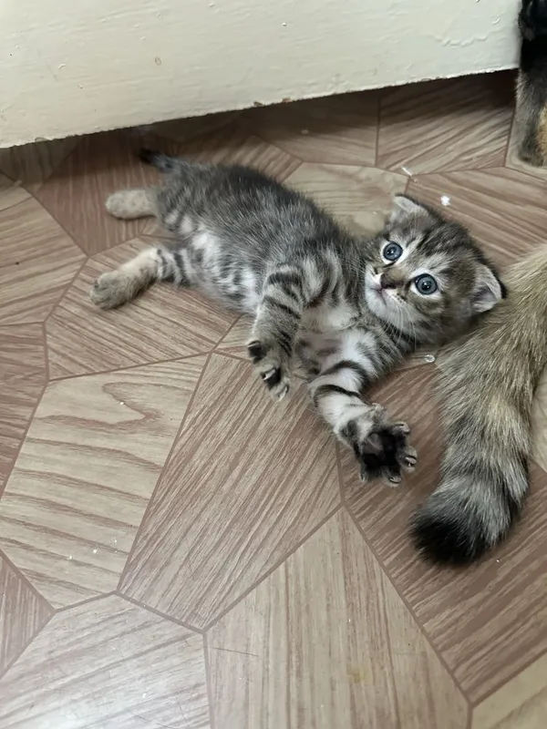 Этим котятам сегодня ровно 1 месяц 7 Этим котятам сегодня ровно 1 месяц 7
