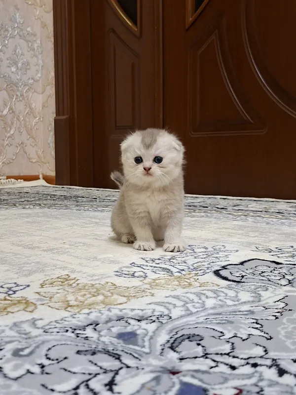Котята в продаже 2