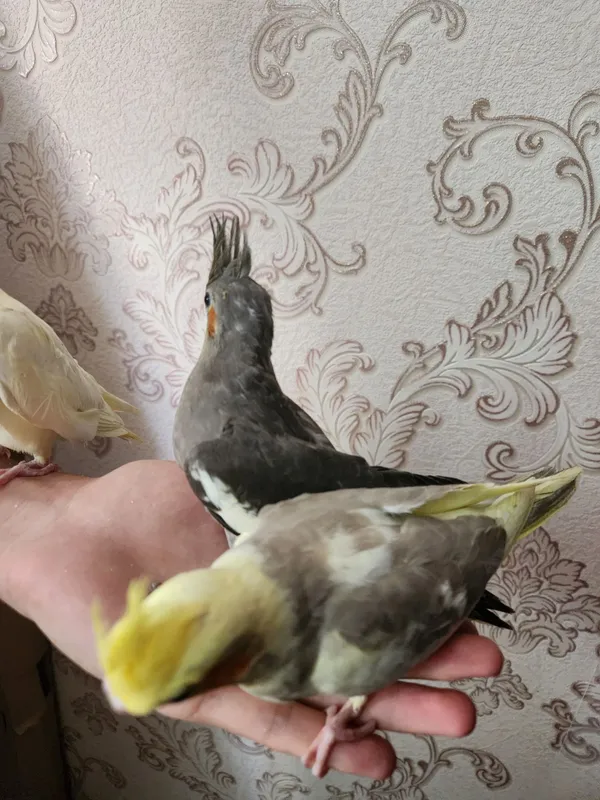 Продам молодых ручных выкормышей корелл 3 Продам молодых ручных выкормышей корелл 3