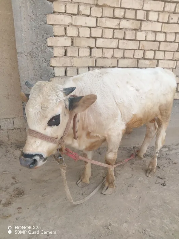 Buqacha sotiladi