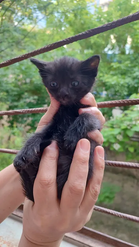 Котятки ребятки в добрый дом, в добрые ручки!!! — фото 5 Котятки ребятки в добрый дом, в добрые ручки!!! — фото 5