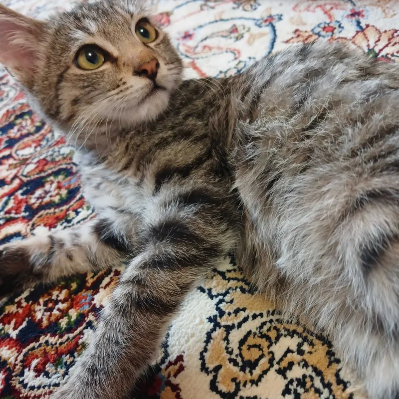 Котята бесплатно — фото 5
