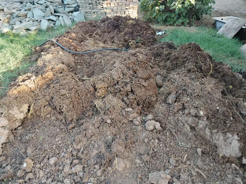 Mol nurisi sotiladi