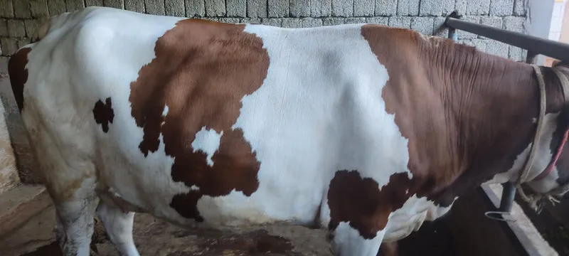 Mol sotiladi.bòģoz 2 Mol sotiladi.bòģoz 2