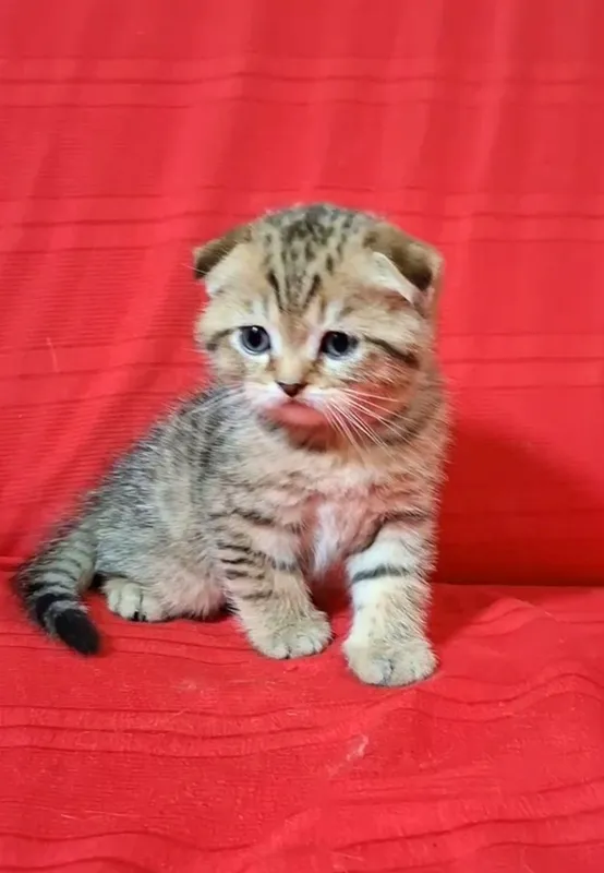 Срочно шотландские котята! — фото 3