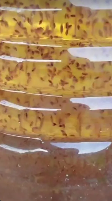 Дафня магня живой культура