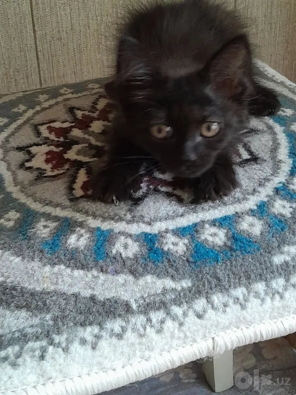 Котёнок 1,5 месяца.Бесплатно. 7 Котёнок 1,5 месяца.Бесплатно. 7