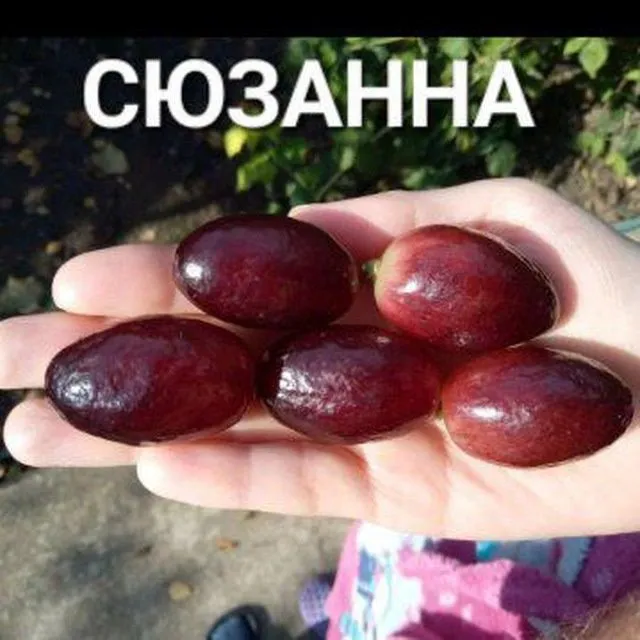 УЗУМ енг янги сортлари бор сортига кафолат берамиз — фото 7