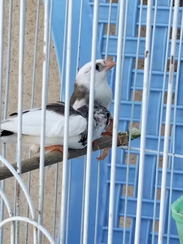 Амадинка сотилади пара 2