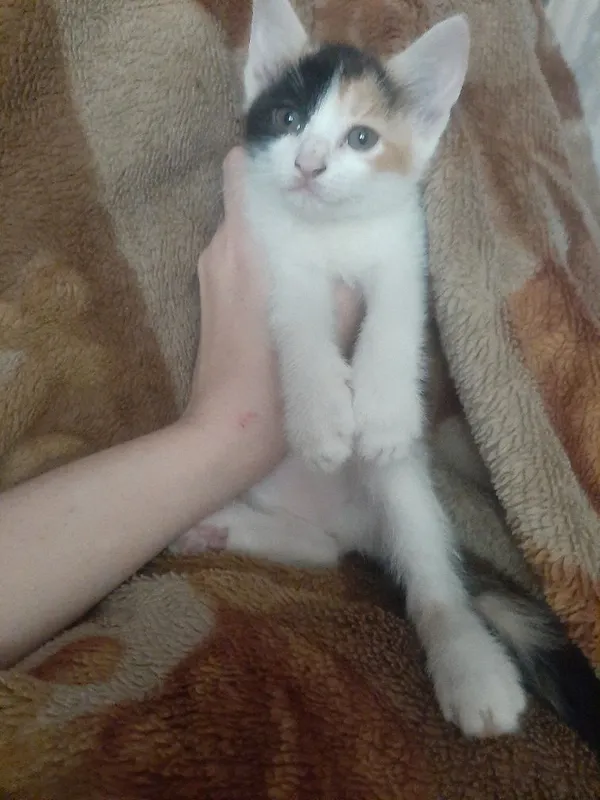 Котята в заботливые руки — фото 5