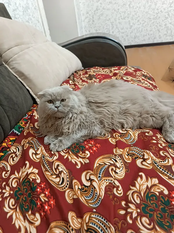 Сотилади ! Heylend Strayd zotli premium mushuk — фото 2