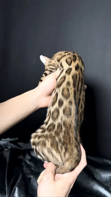 Клубные бенгальские котята 4 Клубные бенгальские котята 4