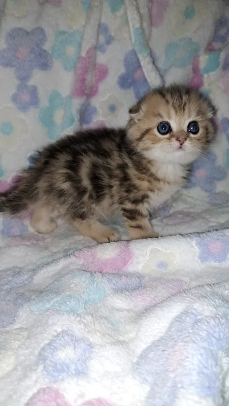 Scottish Fold mushukchasi 2