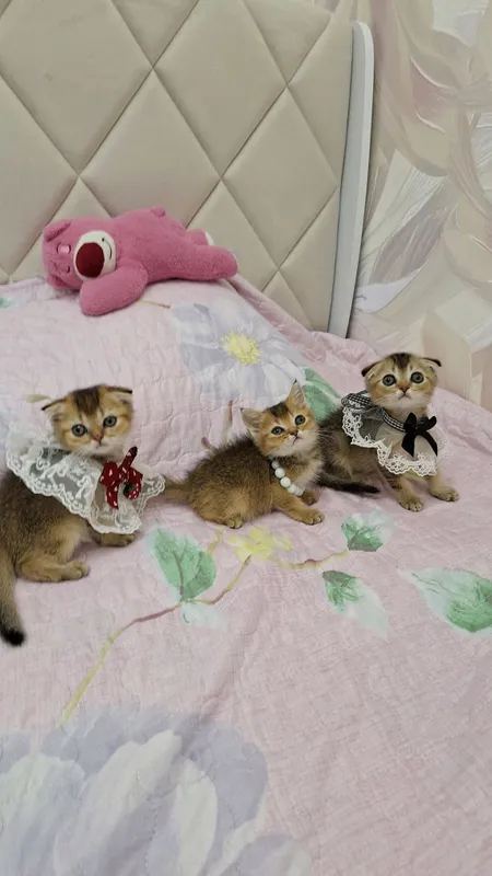 чистокроные котята — фото 3