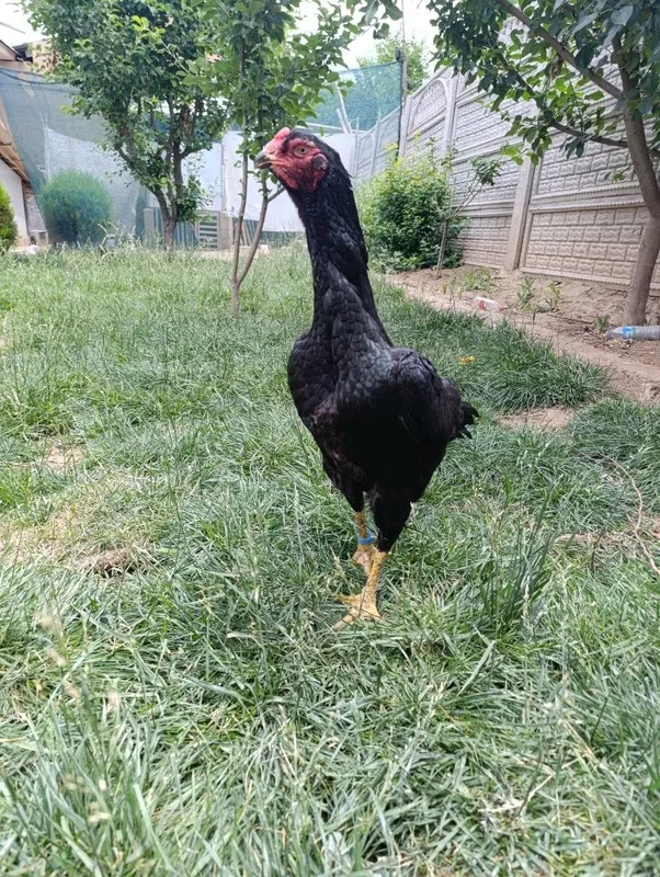 Yapon shamo makion sotiladi.