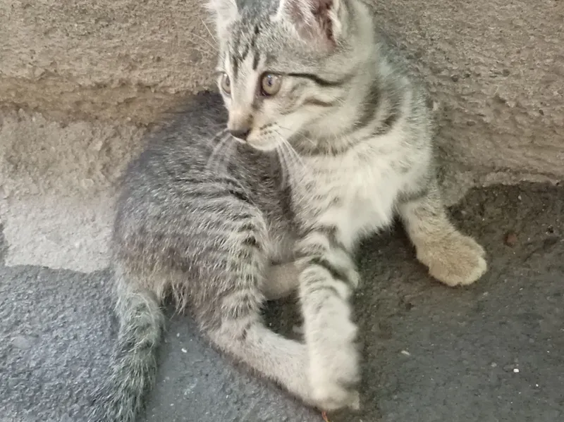 Котёнок 2 Котёнок 2