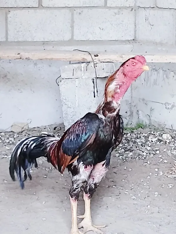 Kulangi xòroz 2-3 yosh — фото 2