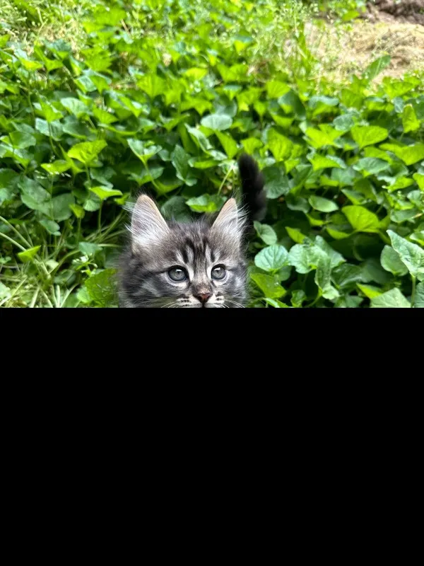 Котёнки 1,5 месячные, мальчики