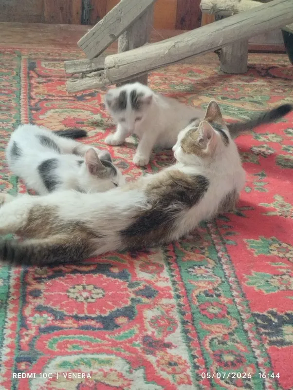 Mushukchalar mehrli boʻllarga beriladi 3 Mushukchalar mehrli boʻllarga beriladi 3