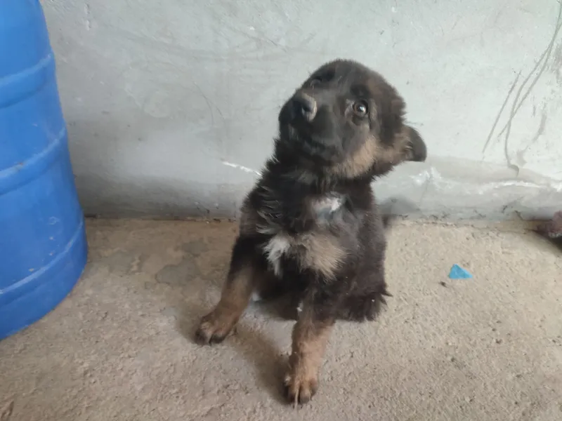 nemis apcharka urgʻochi