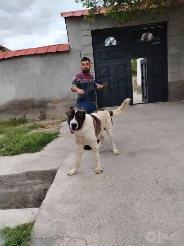 Продаётся алабай 1 Продаётся алабай 1